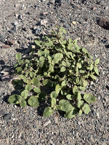 Image of Anulocaulis annulatus by (c) Matt Berger, some rights reserved (CC BY)