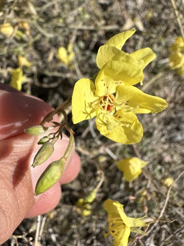 Chylismia munzii (Chylismia munzii)