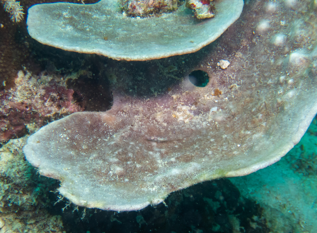Phyllospongia foliascens
