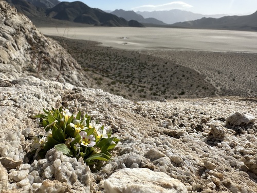 Death Valley monkeyflower (Diplacus rupicola)