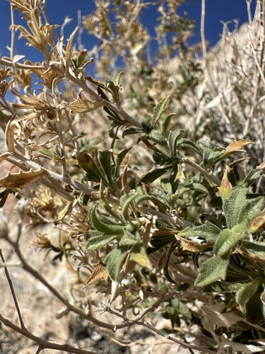 Image of Hazardia brickellioides by (c) Matt Berger, some rights reserved (CC BY)
