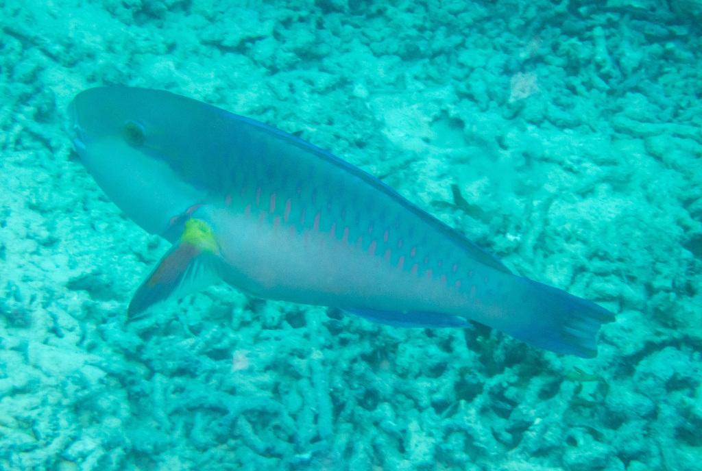 Black-tip Parrotfish