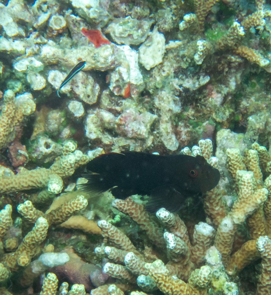 Spotted Eyelash Blenny