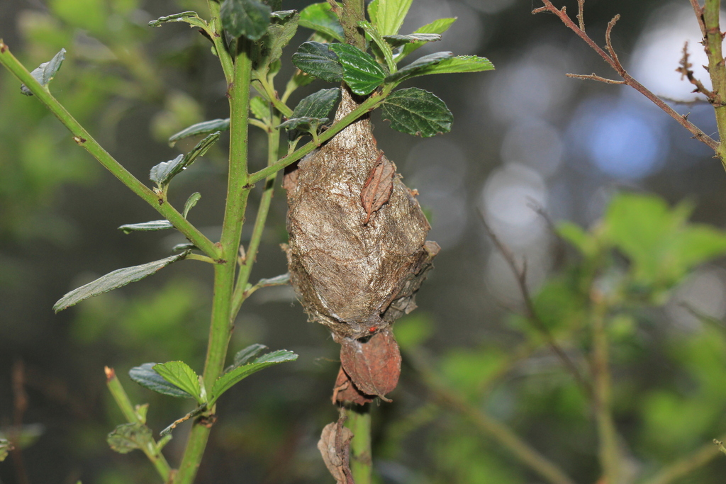 Ceanothus Silk Moth from Berkeley, CA 94708, USA on March 24, 2024 at ...