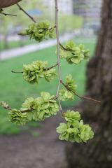 Ulmus
