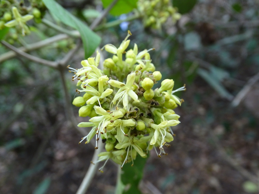 Aegiphila deppeana
