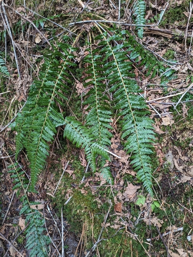 Image of Polystichum setigerum by no rights reserved