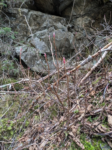 Image of Spreading currant by no rights reserved