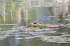 Apalone spinifera spinifera