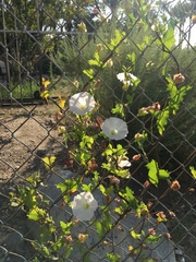 Calystegia peirsonii