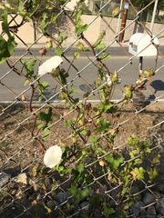 Calystegia peirsonii