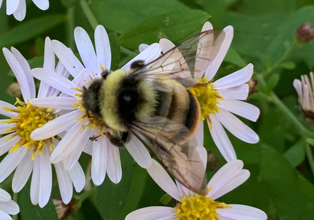 Bombus hypocrita hypocrita from 有峰、富山市、富山県、JP on October 2, 2022 at 12: ...