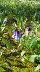 Mertensia virginica