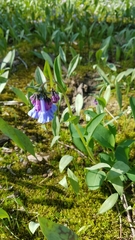 Mertensia virginica