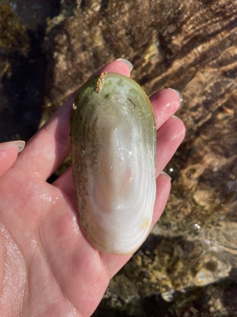 Elephant Snail in March 2024 by Pintsen JIN · iNaturalist