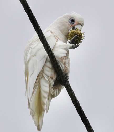 Little Corella (Cacatua sanguinea), photo 9