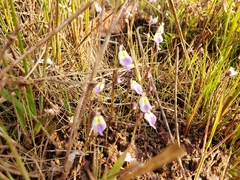 Utricularia livida