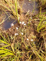 Utricularia livida
