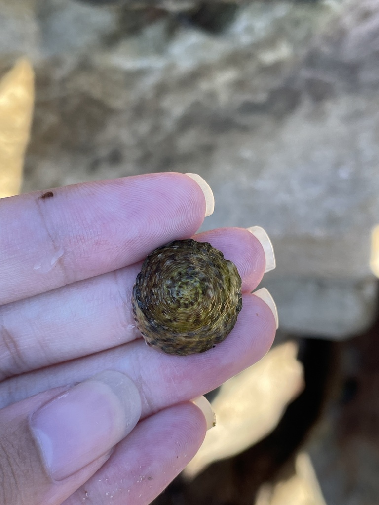 Striped-mouth Conniwink in March 2024 by Pintsen JIN · iNaturalist