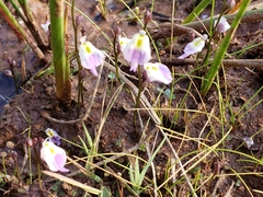 Utricularia livida