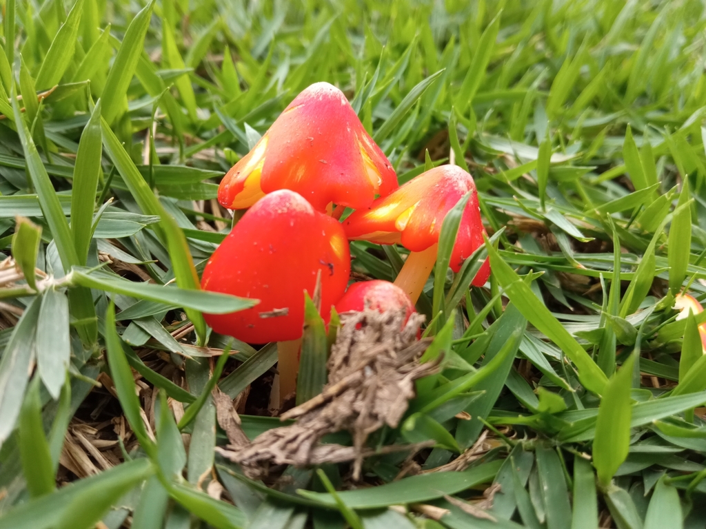 Hygrocybe · October 2023 · photo: © giovanna_roque (iNaturalist, cc-by-sa)