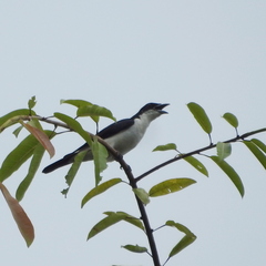 Pied Cuckooshrike photo 1
