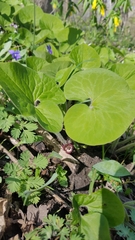 Asarum canadense