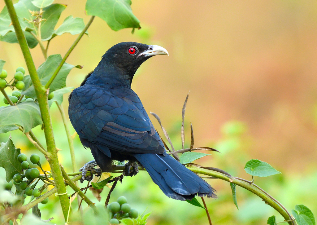 Asian Koel photo