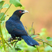Asian Koel - Photo (c) sunnyjosef, some rights reserved (CC BY), uploaded by sunnyjosef