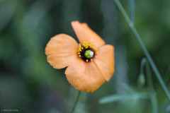 Papaver heterophyllum