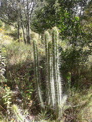 Corryocactus melanotrichus