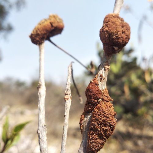 yellow trumpetbush gall rust