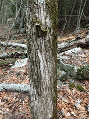 Ostrya virginiana image
