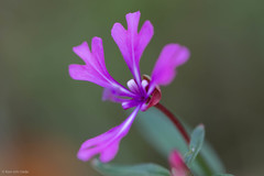 Clarkia concinna