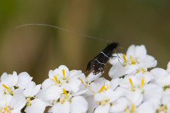 Adela septentrionella