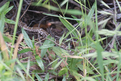 Crotalus oreganus