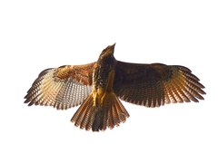 Parabuteo unicinctus