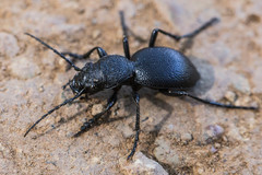 Omus californicus
