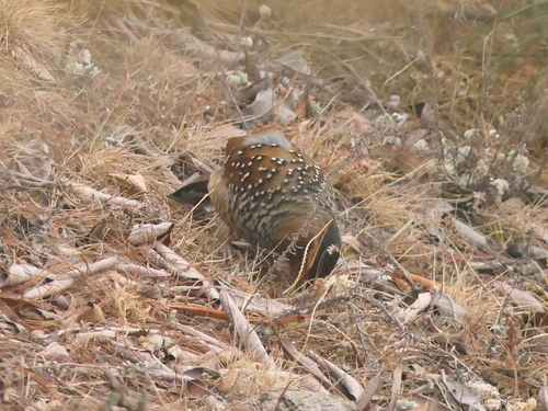 Spotted Laughingthrush (Ianthocincla ocellata), photo 9