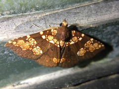Saroba pustulifera