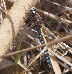 Rhionaeschna californica
