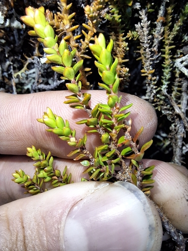 Image of Epacris alpina by (c) Oscar Dove, some rights reserved (CC BY)