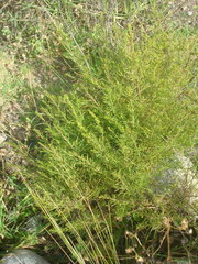 Baccharis boliviensis