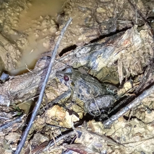 Fejervarya cancrivora