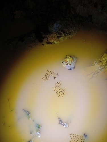 Fejervarya cancrivora