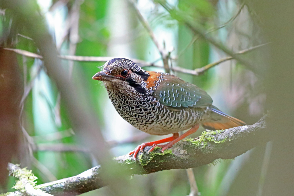 Scaly Ground-Roller