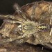 Redslate Ornamental Tarantula - Photo (c) Rajesh Sanap, some rights reserved (CC BY-NC), uploaded by Rajesh Sanap