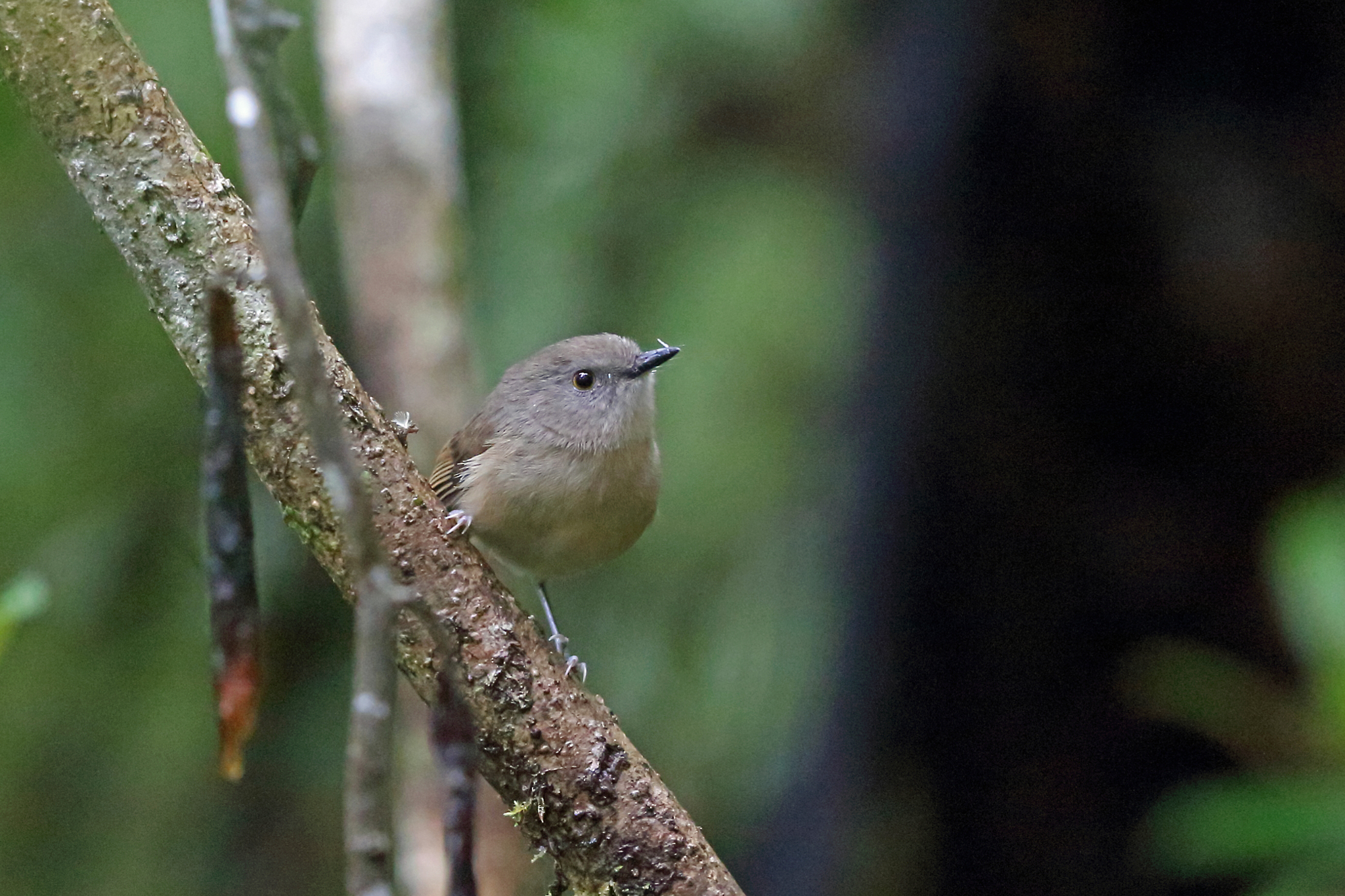 Dark Newtonia (Newtonia amphichroa)