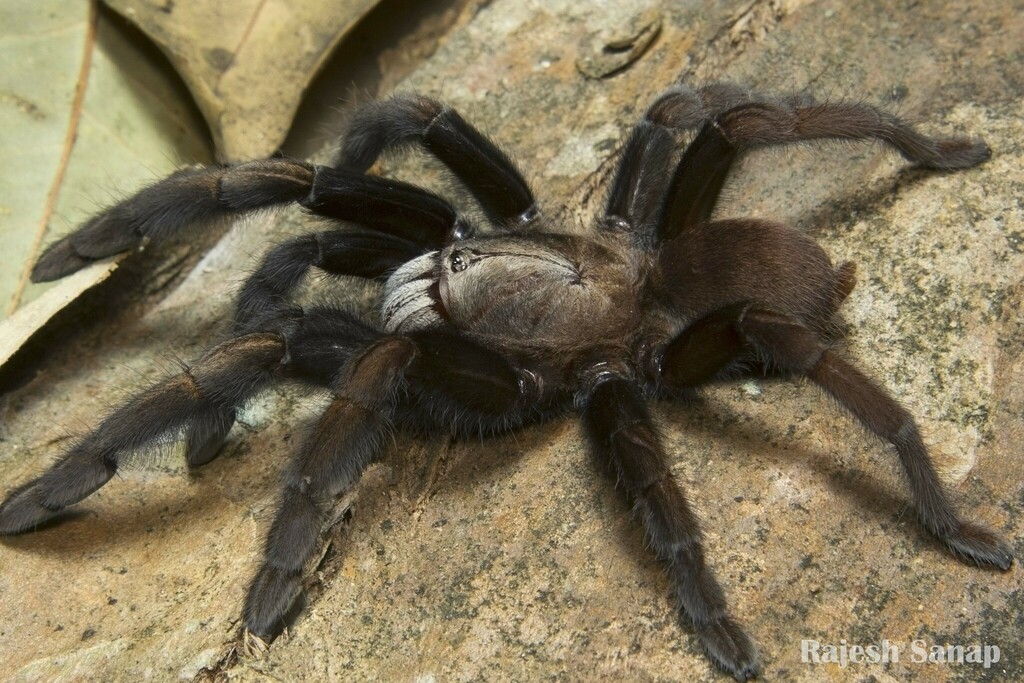 Parambikulam Large Burrowing Spider in January 2014 by Rajesh Sanap ...