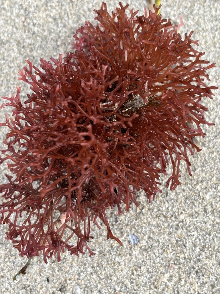 Dicranema